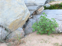 Pavonia lasiopetala