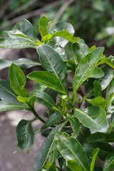 Psychotria capensis