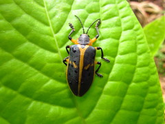 Mecistomela marginata