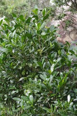 Psychotria capensis