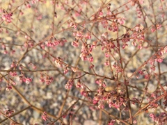 Eriogonum deflexum