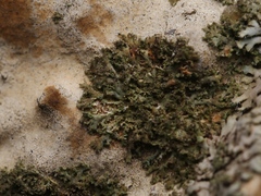 Phaeophyscia nigricans