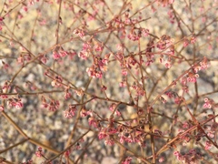 Eriogonum deflexum