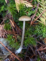 Entoloma hirtipes
