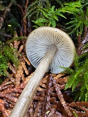 Entoloma hirtipes