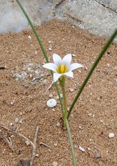 Romulea gigantea