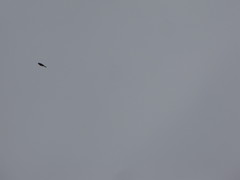 Coccothraustes vespertinus