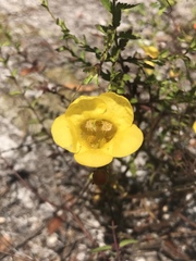 Aureolaria pedicularia