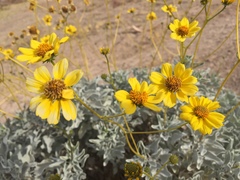 Encelia farinosa