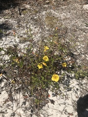 Aureolaria pedicularia