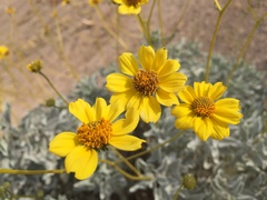 Encelia farinosa