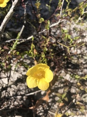 Aureolaria pedicularia