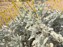 Encelia farinosa