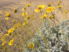 Encelia farinosa