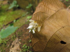 Epicadus heterogaster