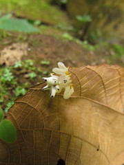 Epicadus heterogaster