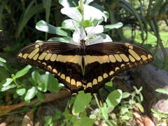 Heraclides thoas brasiliensis