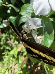 Heraclides thoas brasiliensis