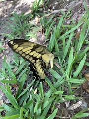 Heraclides thoas brasiliensis