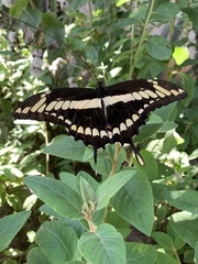 Heraclides thoas brasiliensis