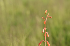 Polianthes geminiflora