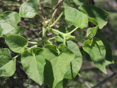 Polystemma cordifolium