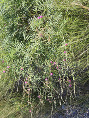 Tephrosia vicioides