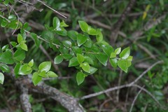 Canthium spinosum