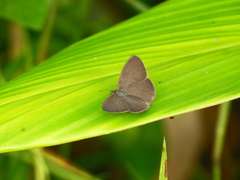 Hermeuptychia canthe