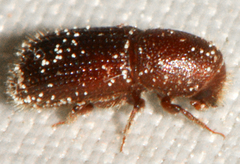 Dryocoetes autographus