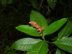 Palicourea calophylla