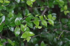 Canthium spinosum