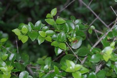 Canthium spinosum