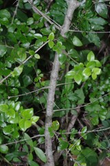Canthium spinosum