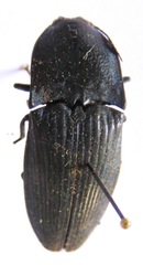 Image of Chalcolepidius lacordairei