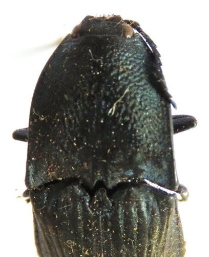 Chalcolepidius lacordairei image