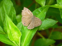 Cissia themis