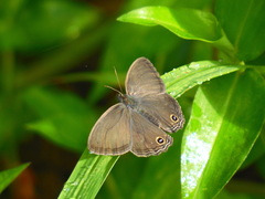 Cissia themis