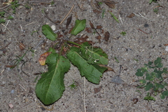 Rumex obtusifolius obtusifolius