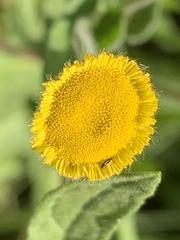 Pulicaria scabra