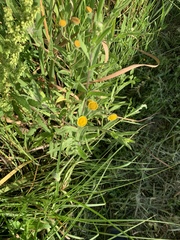 Pulicaria scabra