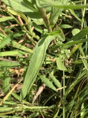 Pulicaria scabra