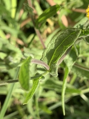 Pulicaria scabra