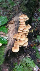 Pholiota