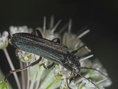 Anogcodes fulvicollis