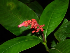 Palicourea calophylla