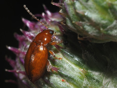 Neocrepidodera transversa