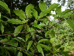 Vitex triflora