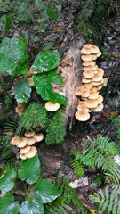 Pholiota