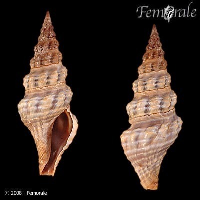 Knefastia
